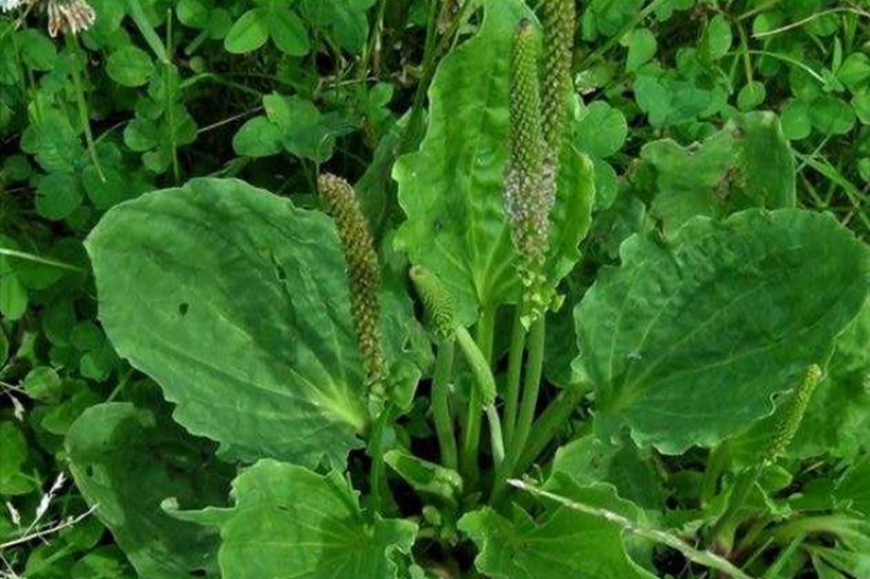 野生车前草野生干货整株干净新鲜无硫正品泡水中药