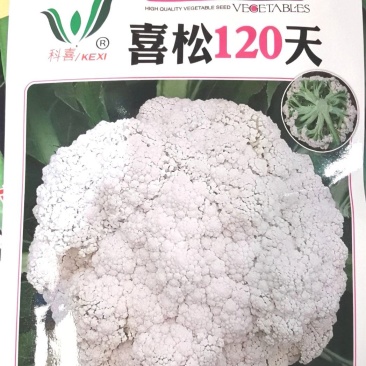 花菜种子喜松120天晚熟甜脆好吃花球大松散洁白产量高