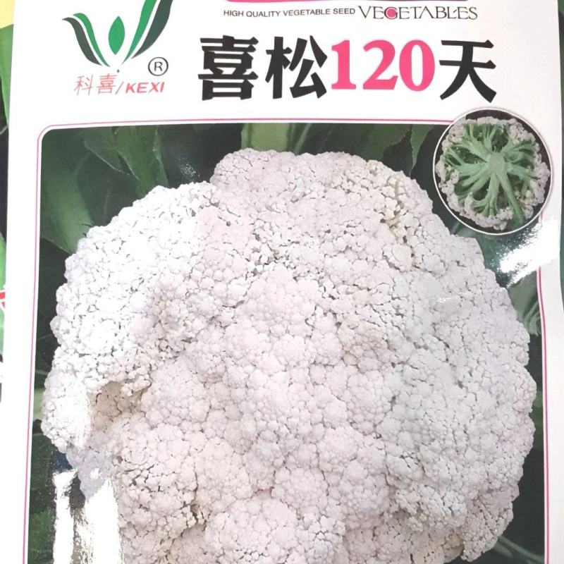 花菜种子喜松120天晚熟甜脆好吃花球大松散洁白产量高