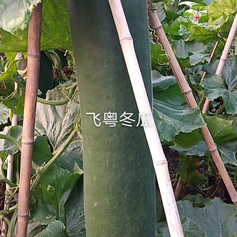 黑皮吊冬瓜