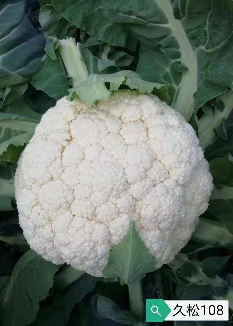 花菜种子喜松120天晚熟甜脆好吃花球大松散洁白产量高