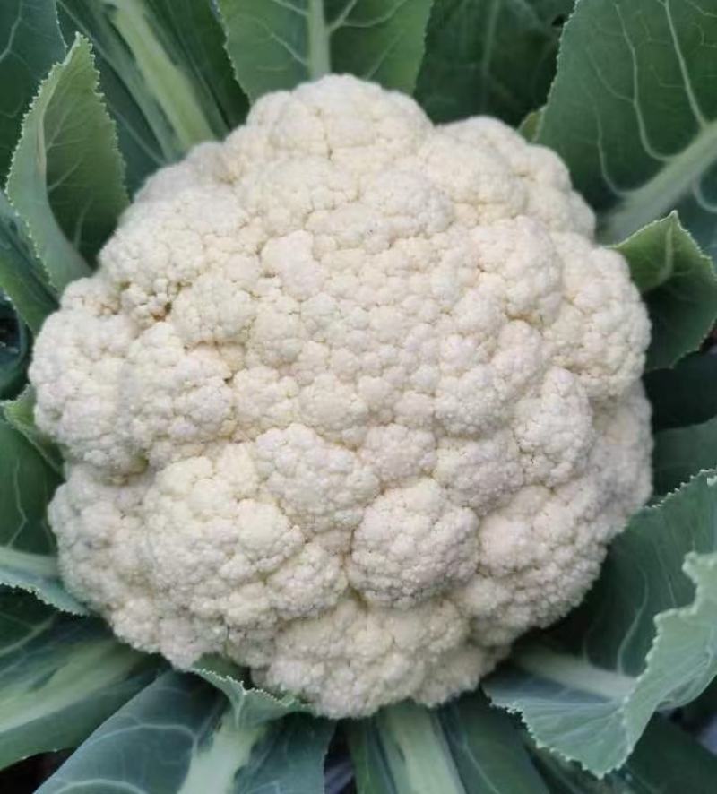 花菜种子喜松120天晚熟甜脆好吃花球大松散洁白产量高