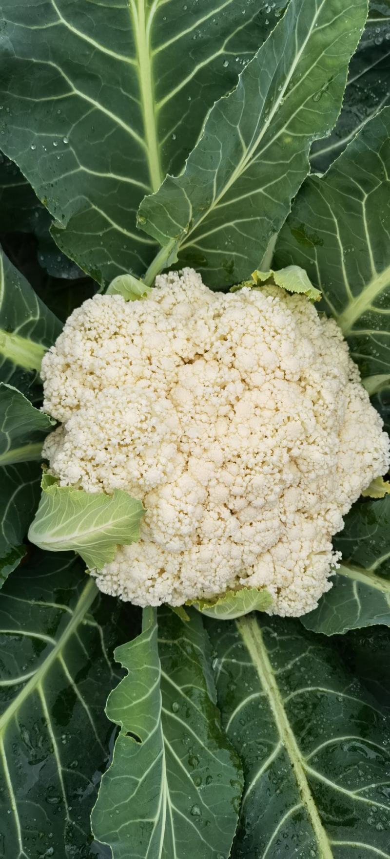 花菜种子喜松120天晚熟甜脆好吃花球大松散洁白产量高