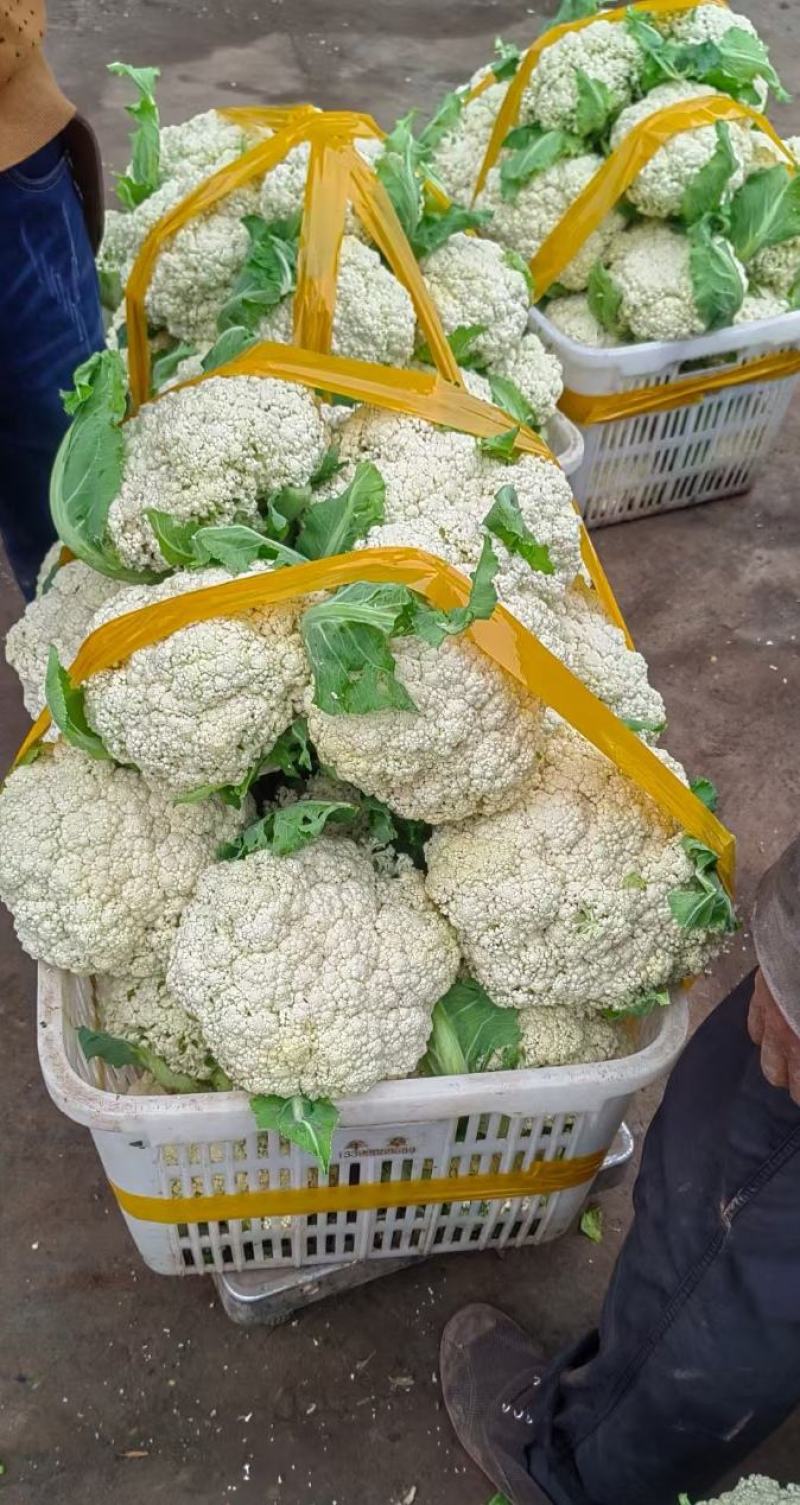 花菜种子喜松120天晚熟甜脆好吃花球大松散洁白产量高