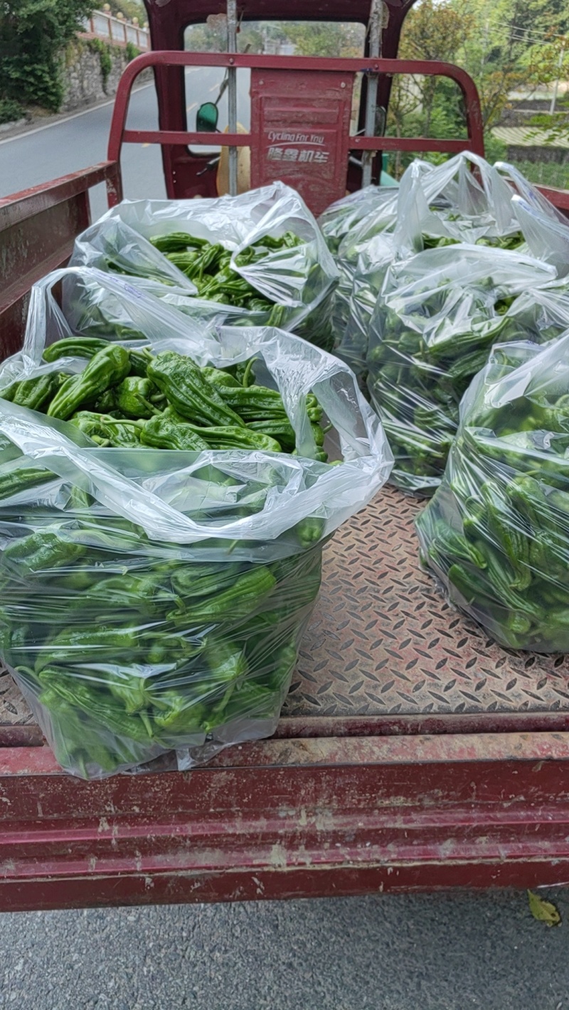 正宗高山青皮芜湖椒量大从优一手货源