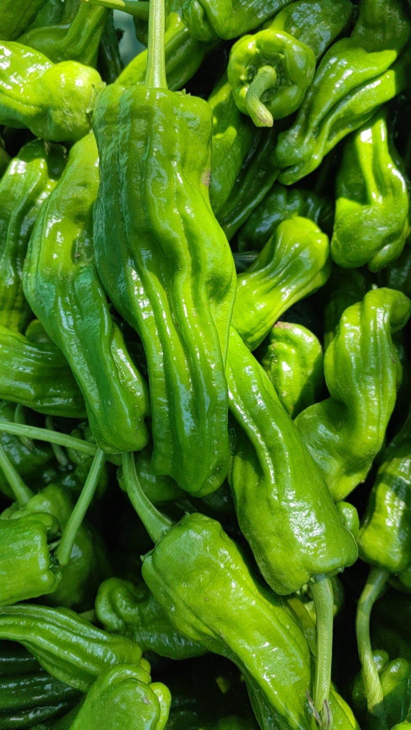 正宗高山青皮芜湖椒量大从优一手货源
