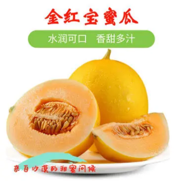 甘肃甜瓜民勤金红宝哈密瓜大量供应产地直发价格美丽欢迎来