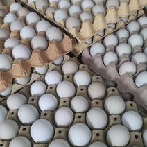 自家养殖场绿壳柴鸡蛋需要的老板们联系我量大从