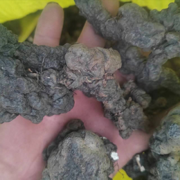 甘肃猪苓产地一手货源按需配货货源足价格美欢迎联系