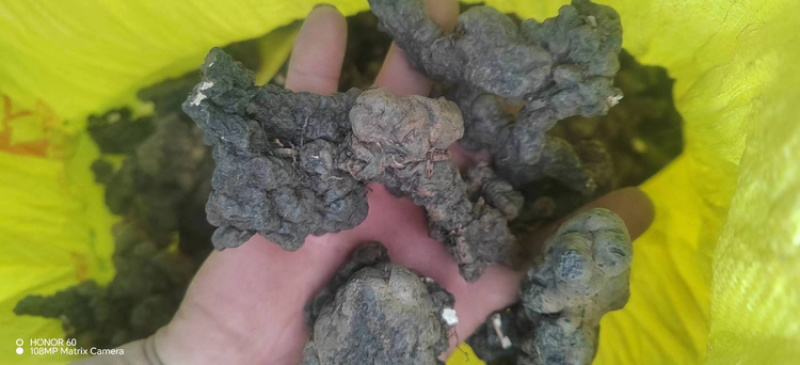 甘肃猪苓产地一手货源按需配货货源足价格美欢迎联系