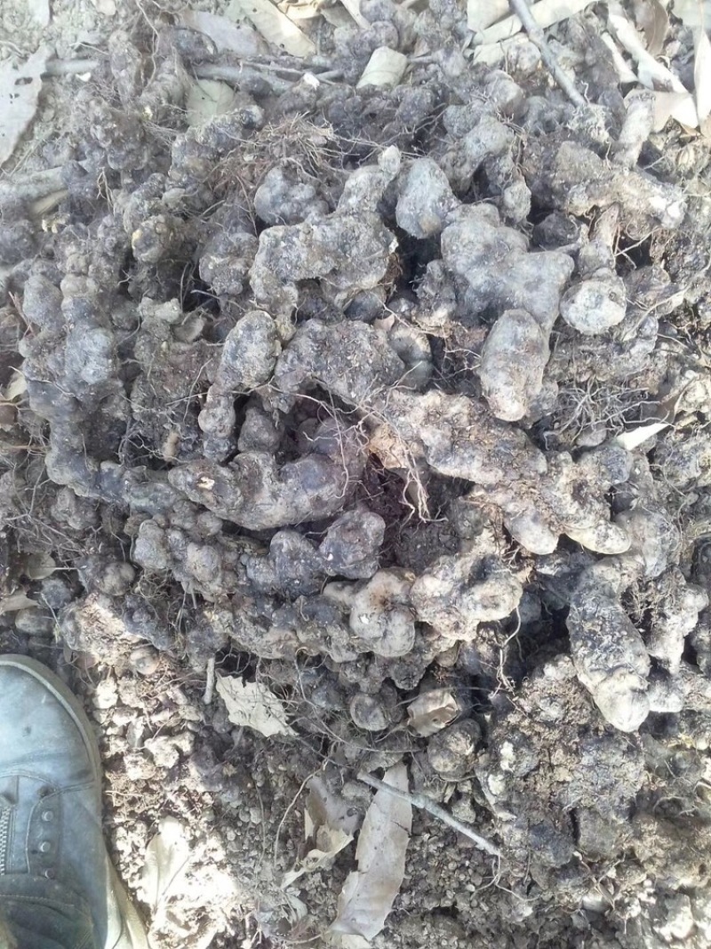 甘肃猪苓产地一手货源按需配货货源足价格美欢迎联系