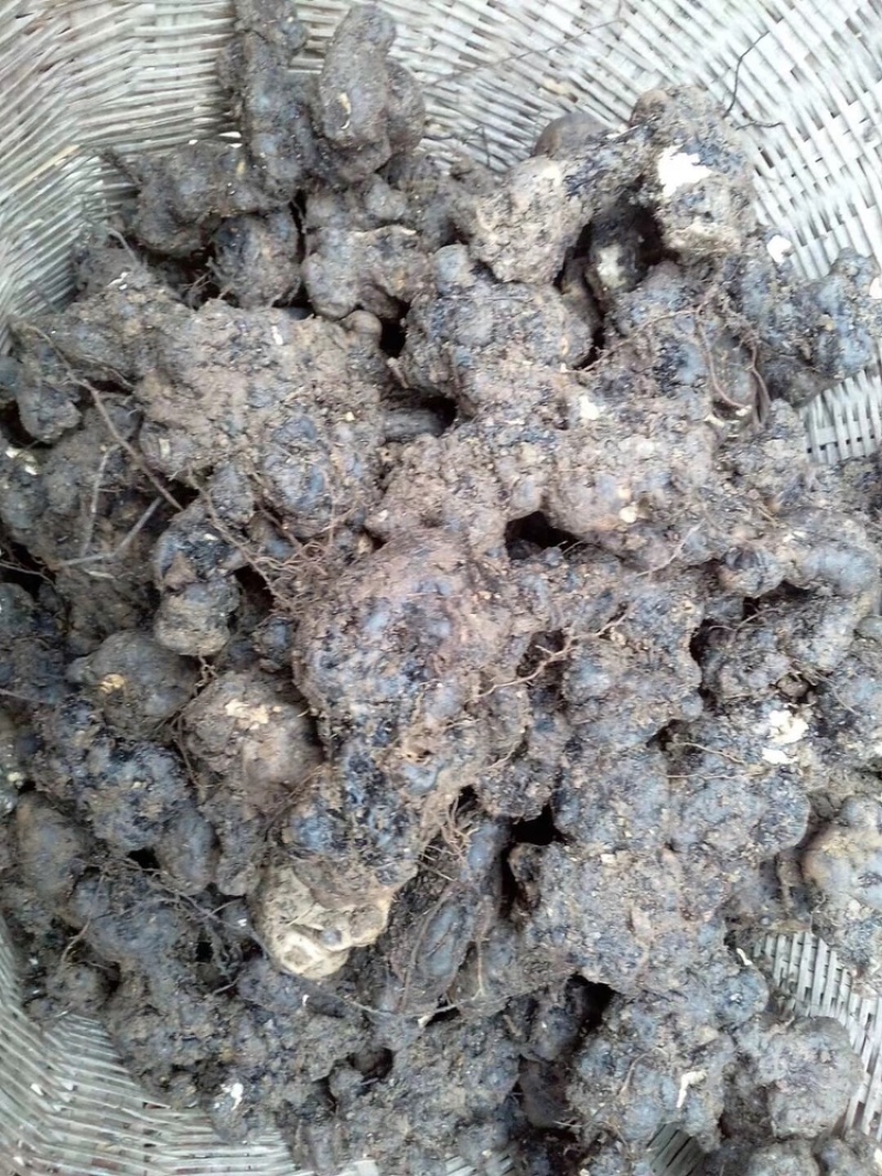 甘肃猪苓产地一手货源按需配货货源足价格美欢迎联系