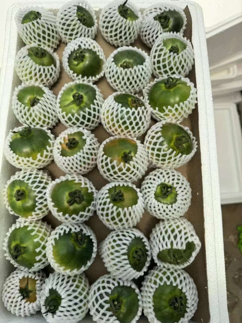 实力推荐山东西红柿草莓西红柿大量上市欢迎咨询价格优惠