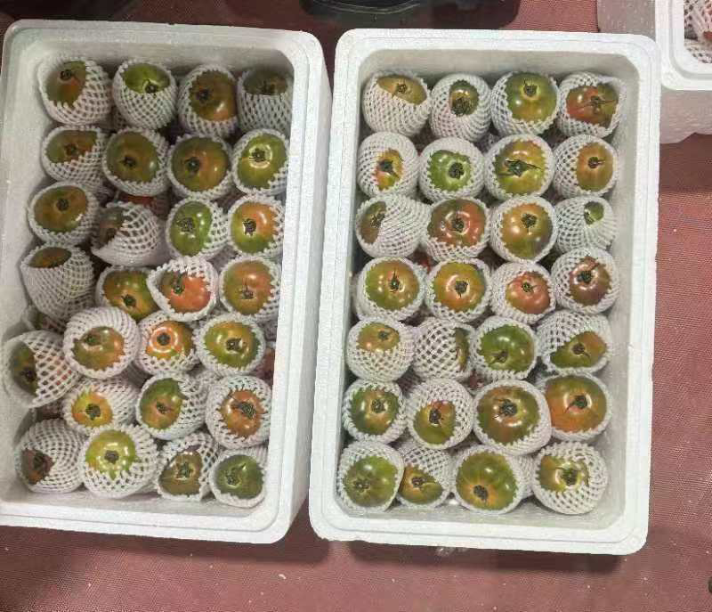 实力推荐山东西红柿草莓西红柿大量上市欢迎咨询价格优惠