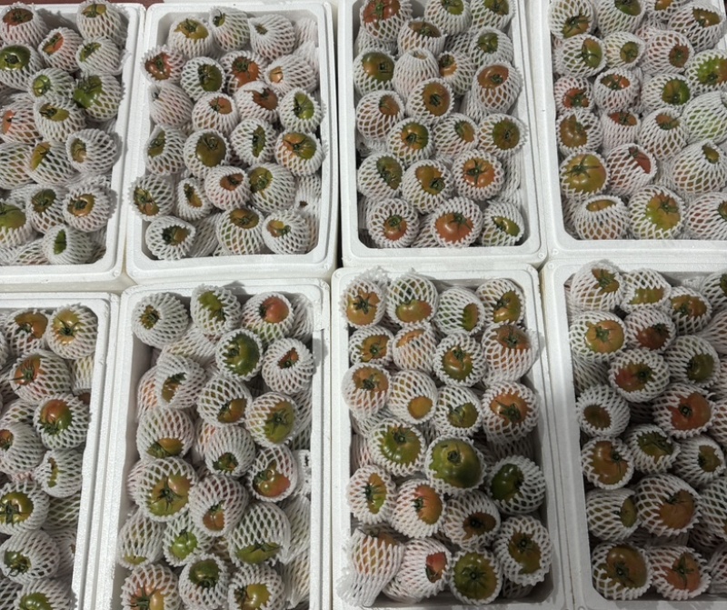实力推荐山东西红柿草莓西红柿大量上市欢迎咨询价格优惠