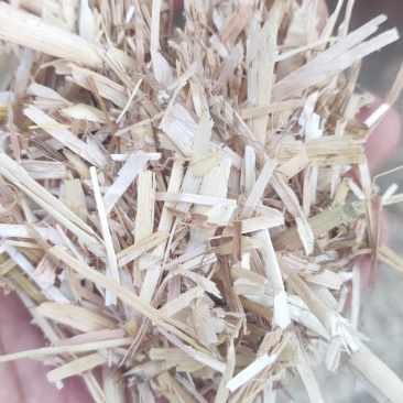 新鲜有机小麦草，健康生活从这里开始！