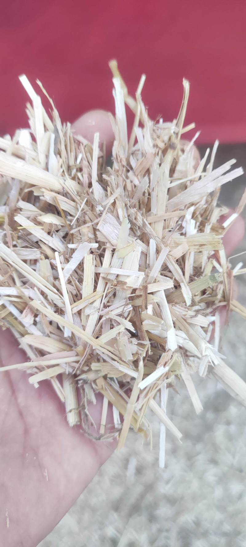 新鲜有机小麦草，健康生活从这里开始！