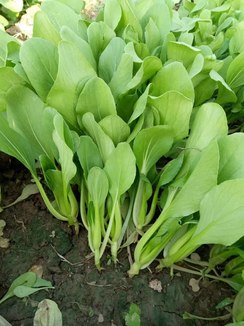 青美一号鸡毛菜种子杂交高品质青梗小白菜青菜种子耐热四季播