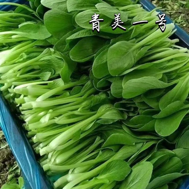 青美一号鸡毛菜种子杂交高品质青梗小白菜青菜种子耐热四季播