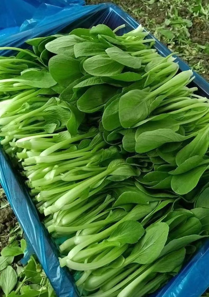 青美一号鸡毛菜种子杂交高品质青梗小白菜青菜种子耐热四季播