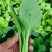 青美一号鸡毛菜种子杂交高品质青梗小白菜青菜种子耐热四季播