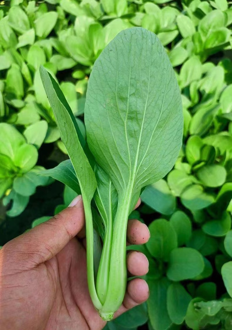 青美一号鸡毛菜种子杂交高品质青梗小白菜青菜种子耐热四季播