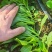 青美一号鸡毛菜种子杂交高品质青梗小白菜青菜种子耐热四季播