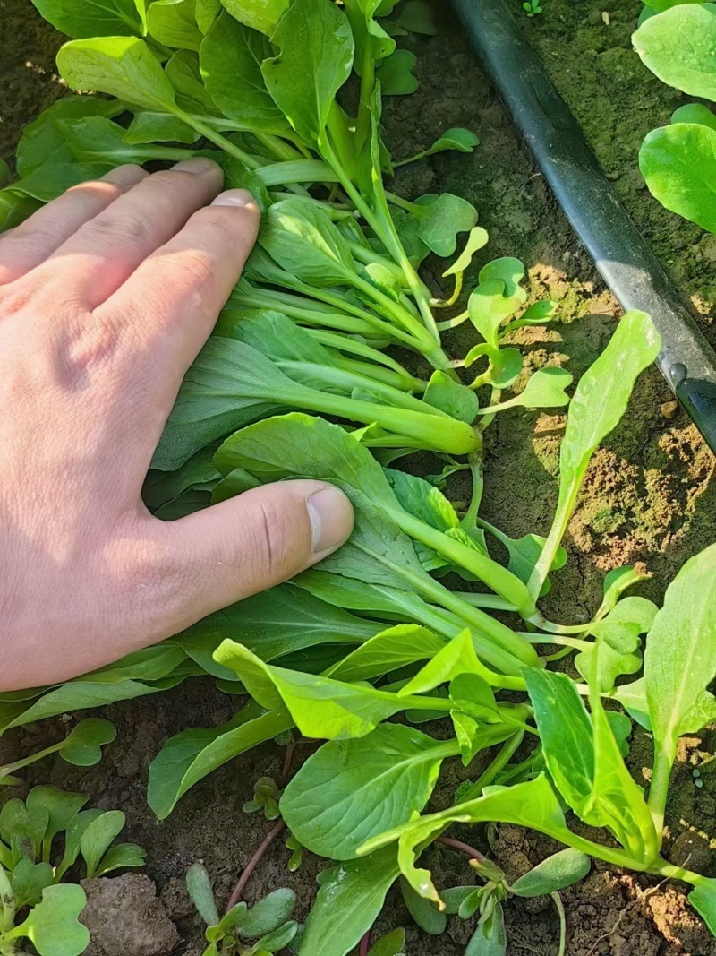 青美一号鸡毛菜种子杂交高品质青梗小白菜青菜种子耐热四季播