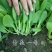 青美一号鸡毛菜种子杂交高品质青梗小白菜青菜种子耐热四季播