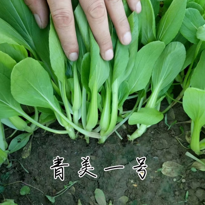 青美一号鸡毛菜种子杂交高品质青梗小白菜青菜种子耐热四季播