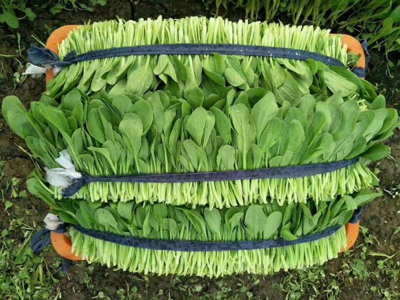 青美一号鸡毛菜种子杂交高品质青梗小白菜青菜种子耐热四季播