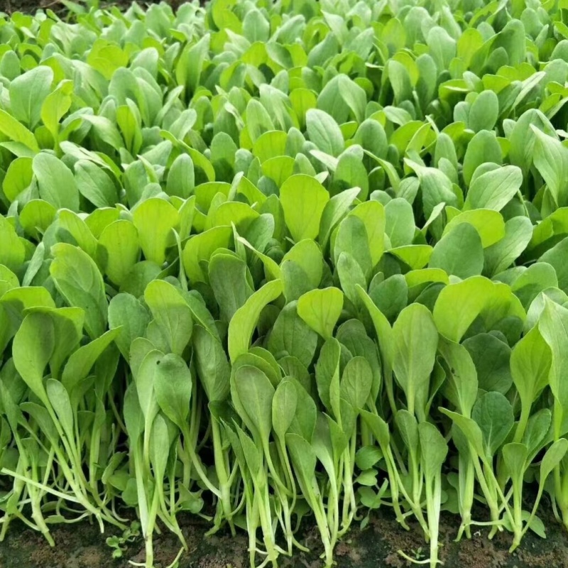 青美一号鸡毛菜种子杂交高品质青梗小白菜青菜种子耐热四季播