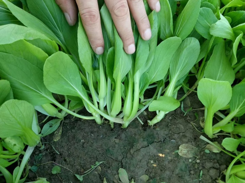 青美一号鸡毛菜种子杂交高品质青梗小白菜青菜种子耐热四季播