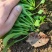 青美一号鸡毛菜种子杂交高品质青梗小白菜青菜种子耐热四季播