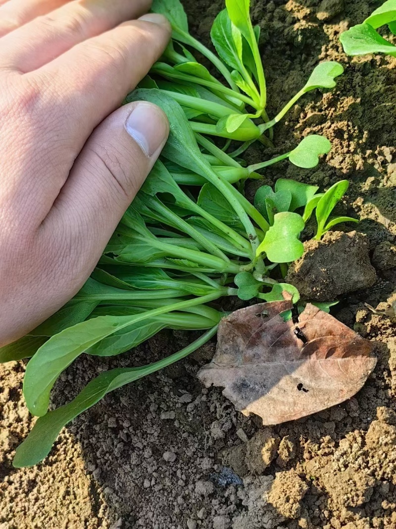 青美一号鸡毛菜种子杂交高品质青梗小白菜青菜种子耐热四季播