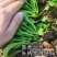 青美一号鸡毛菜种子杂交高品质青梗小白菜青菜种子耐热四季播