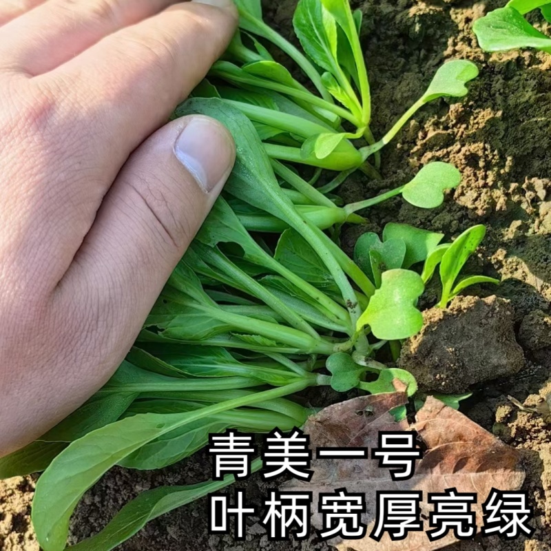 青美一号鸡毛菜种子杂交高品质青梗小白菜青菜种子耐热四季播