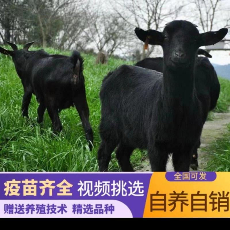 努比亚黑山羊小耳怀孕母羊，种公羊养殖技术资料