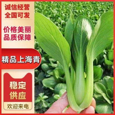山东油菜菏泽精品上海青产地大量供应现摘先发品质保障