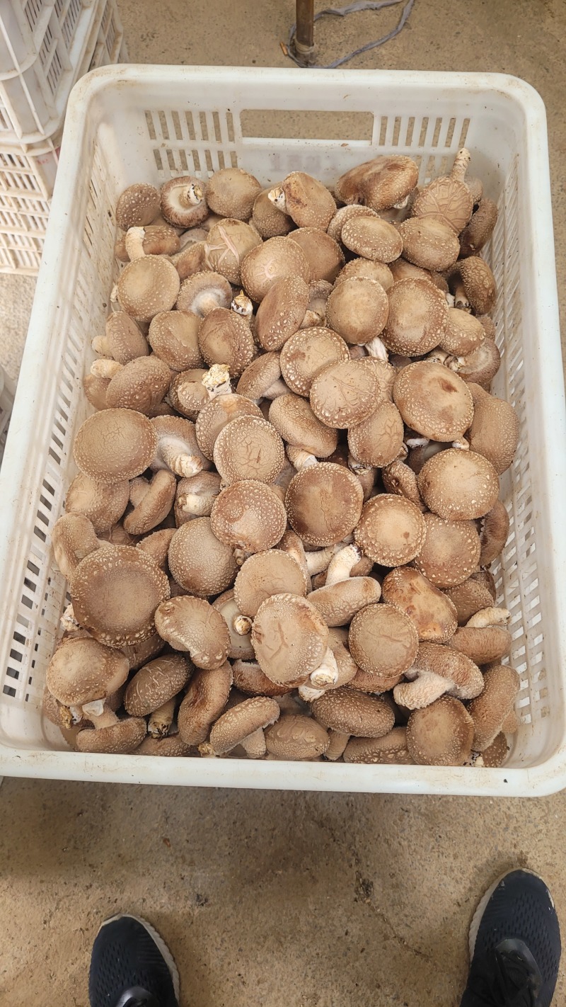七河香菇品种，产地直发，价格优惠，大菇/中菇有货