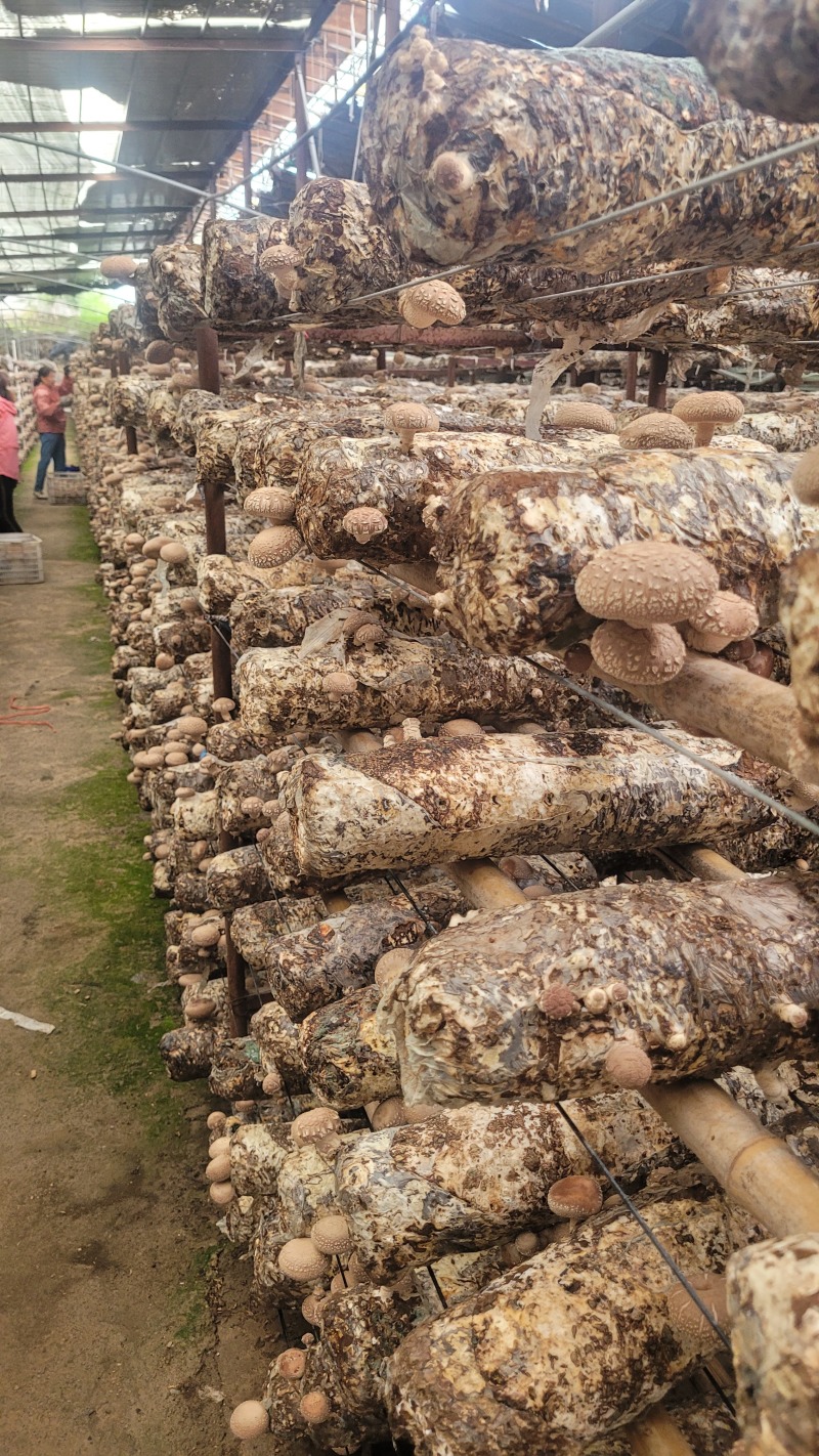 七河香菇品种，产地直发，价格优惠，大菇/中菇有货