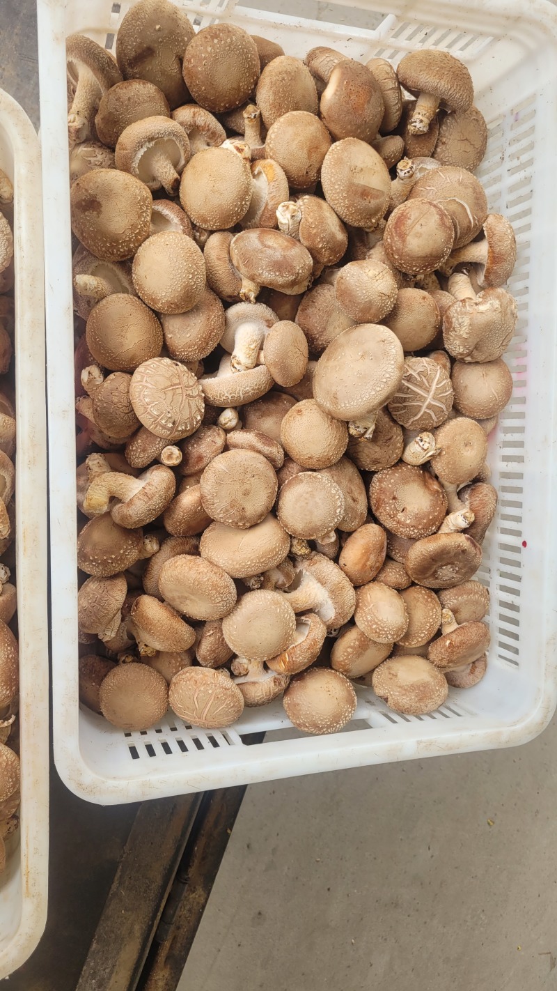 七河香菇品种，产地直发，价格优惠，大菇/中菇有货