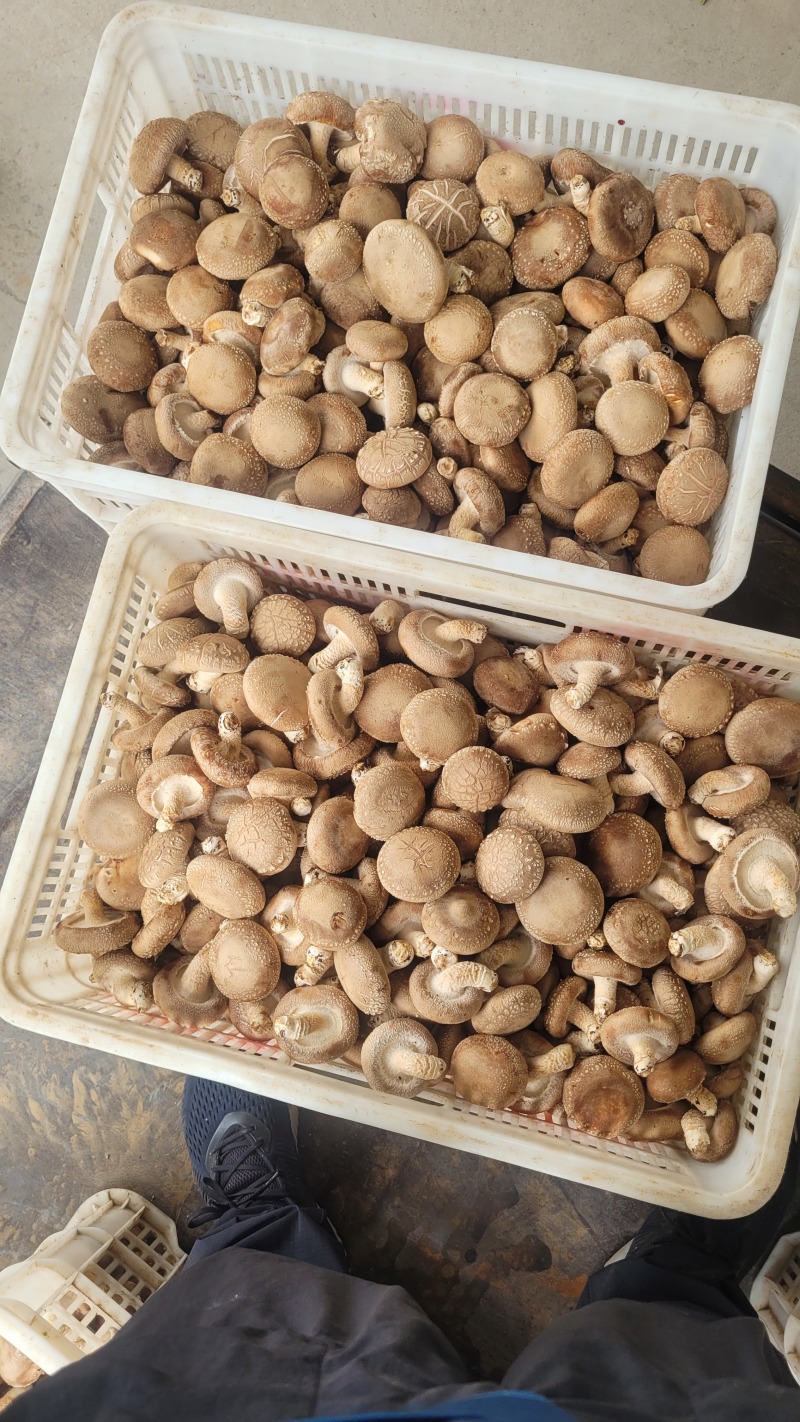 七河香菇品种，产地直发，价格优惠，大菇/中菇有货