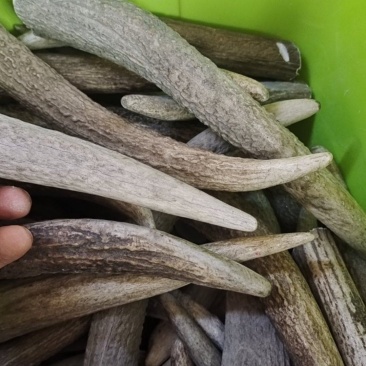 鹿角尖批发