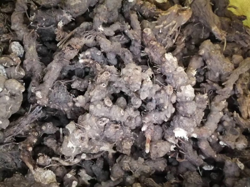 陇南升麻产地一手货源专业团队按需配货甘肃药材升麻