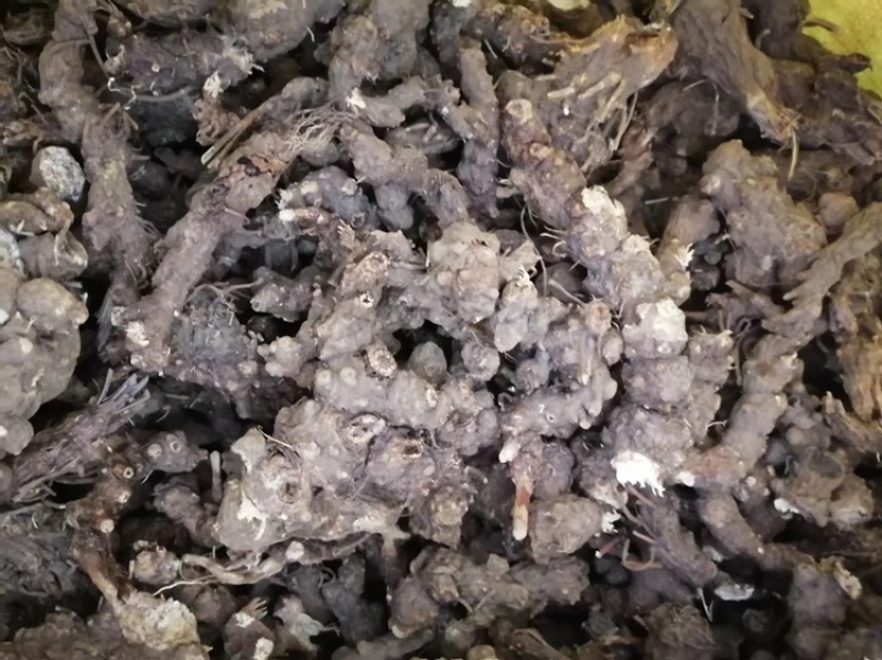 陇南升麻产地一手货源专业团队按需配货甘肃药材升麻