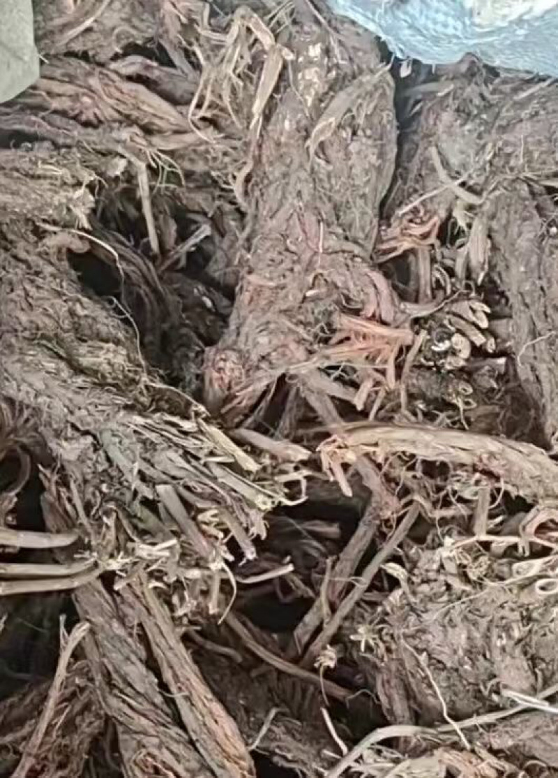 陇南升麻产地一手货源专业团队按需配货甘肃药材升麻