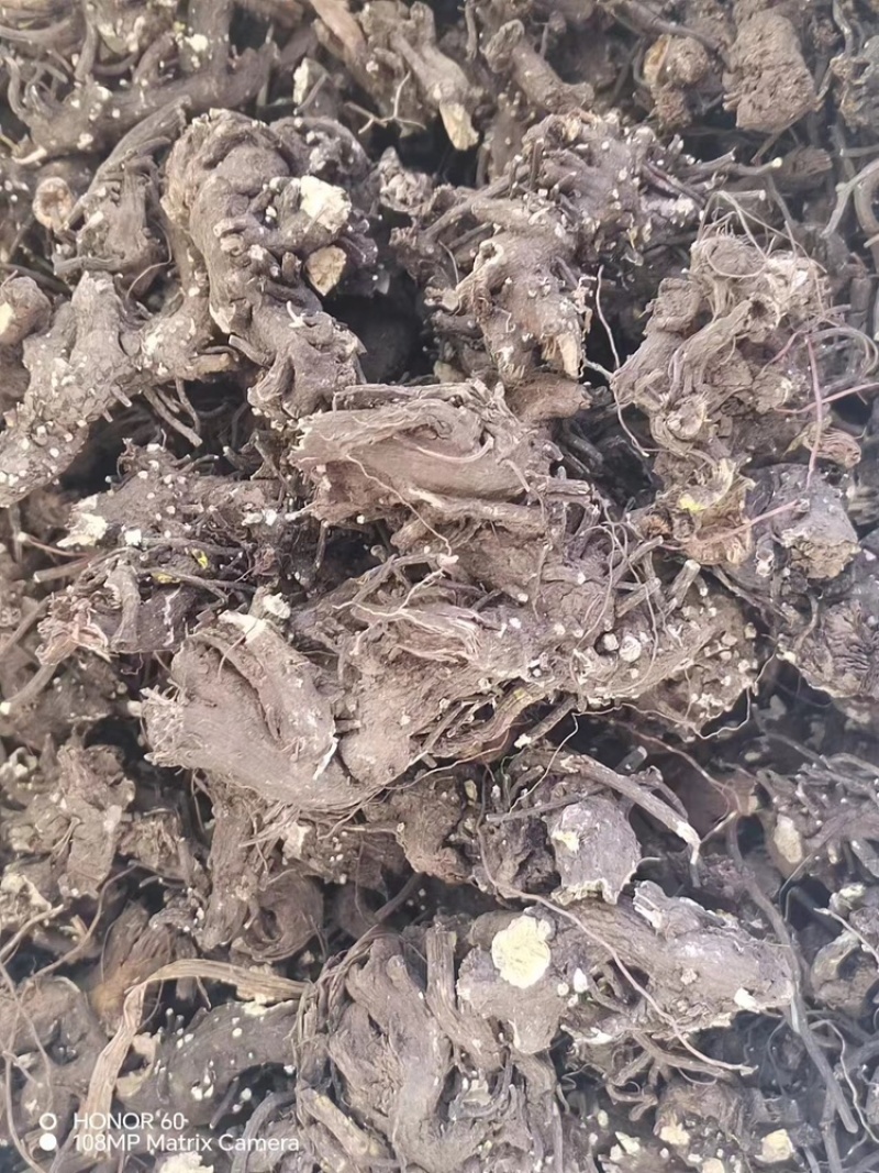 陇南升麻产地一手货源专业团队按需配货甘肃药材升麻
