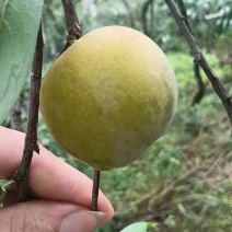 贵州青脆李