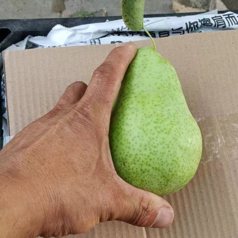 （精品）西洋巴梨量大从优超市大量供应有需要的老板联系我